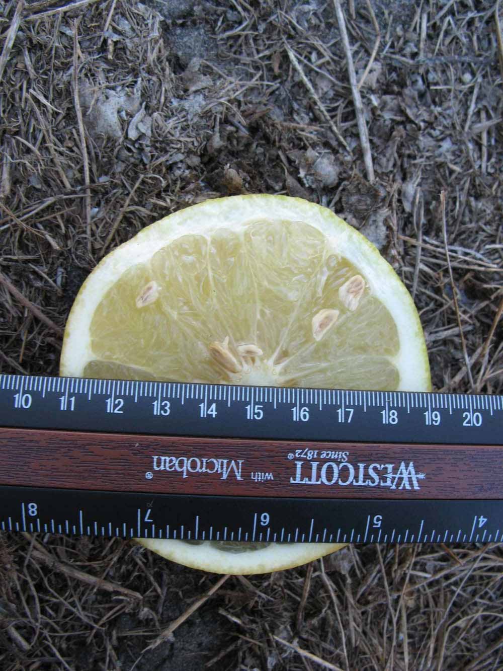              Fruit cross-section (Winter Haven, FL)       